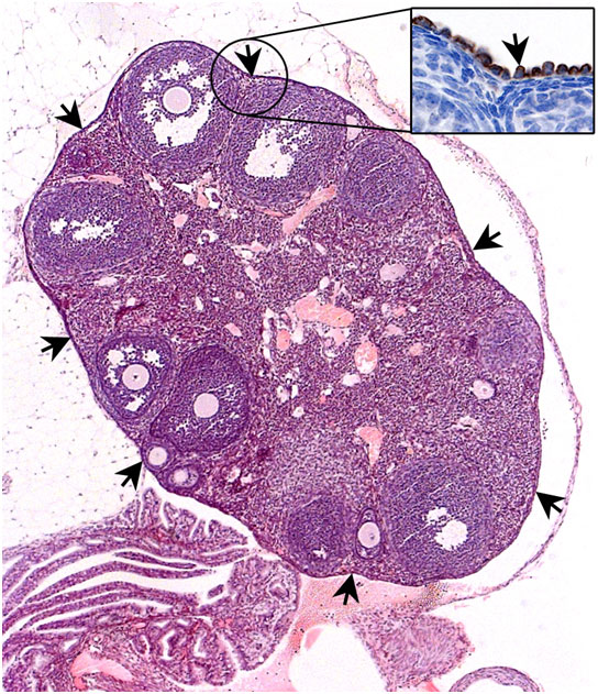 Mouse ovary is encapsulated by a single layer of cells called ovary surface epithelium (indicated by black arrows). These cells are long believed to be the cancer cell of origin of ovarian cancer in humans.  Barker et al 2014.