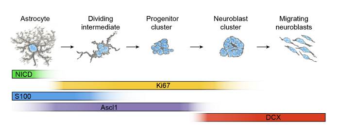 Proposed model of neuroblast production by striatal astrocytes after stroke.  In this model, stroke causes a continuous recruitment of striatal astrocytes that downregulate Notch1 signaling, upregulate Ascl1 and begin to proliferate, gradually losing S100 immunoreactivity and astrocyte morphology as they differentiate and form neuroblasts.  A latent neurogenic program in astrocytes regulated by Notch signaling in the mouse.  Frisen et al 2014.