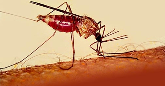 UC Davis scientists discover exact receptor for DEET that repels mosquitoes - healthinnovations