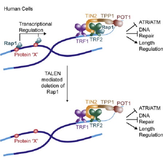 The conserved protein Rap1 functions at telomeres in fungi, protozoa, and vertebrates. Like yeast Rap1, human Rap1 has been implicated in telomere length regulation and repression of nonhomologous end-joining (NHEJ) at telomeres. However, mouse telomeres lacking Rap1 do not succumb to NHEJ. To determine the functions of human Rap1, we generated several transcription activator-like effector nuclease (TALEN)-mediated human cell lines lacking Rap1. Loss of Rap1 did not affect the other components of shelterin, the modification of telomeric histones, the subnuclear position of telomeres, or the 3′ telomeric overhang. Telomeres lacking Rap1 did not show a DNA damage response, NHEJ, or consistent changes in their length, indicating that Rap1 does not have an important function in protection or length regulation of human telomeres. As human Rap1, like its mouse and unicellular orthologs, affects gene expression, we propose that the conservation of Rap1 reflects its role in transcriptional regulation rather than a function at telomeres.  TALEN Gene Knockouts Reveal No Requirement for the Conserved Human Shelterin Protein Rap1 in Telomere Protection and Length Regulation.  Lange et al 2014.