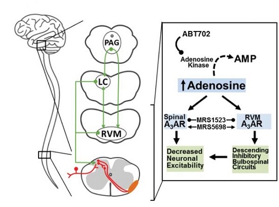 Schematic representation of mechanisms underlying A3AR-induced anti-nociception revealed in our study. Data are mean ± SD.  Endogenous adenosine A3 receptor activation selectively alleviates persistent pain states.  Salvemini et al 2014.