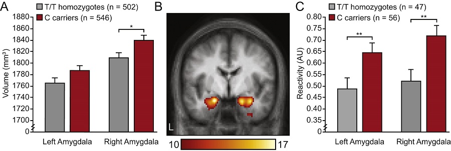 Increased amygdala volume and heightened reactivity in rs10875995 C allele carriers relative to T/T homozygotes. (A) Mean (and SE) amygdala volumes after partialing out variance associated with site, console software version, age, sex, handedness, and intracranial volume. (B) Coronal slice (y = −4) showing task-evoked amygdala reactivity (faces > shapes). Color bar reflects T scores (p < .0001 family-wise error-corrected). (C) Mean (and SE) amygdala reactivity after partialing out variance associated with site, console software version, age, and sex. *p < .05, **p < .01. AU, arbitrary units.  The Human Ortholog of Acid-Sensing Ion Channel Gene ASIC1a Is Associated With Panic Disorder and Amygdala Structure and Function.  Smoller et al 2014.