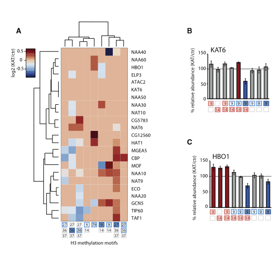 Depletion of KATs and KDACs Triggers a Systemic Alteration of the Histone Methylome.  (A) Reorganization of histone methylation sites after KAT deprivation. Heatmap displays relative changes after KAT RNAi normalized to control RNAi. Only significant changes are shown (p <0.05, two-sided unpaired t test.). Dendrograms were generated by unsupervised hierarchical clustering using the ‘‘ward’’ algorithm on a Euclidean distance matrix. The H3.K27me2 and H3.K79me1 motifs did not change significantly in any KAT RNAi and therefore were not integrated in the heatmap.  (B and C) Comparative analysis of acetylation- only, methylation-only, and mixed acetylation-methylation motifs facilitates prioritization of putative KAT targets and identifies acetylation-methylation crosstalk. Significantly reduced (blue) and increased (red) motifs are indicated (two-sided t test, p < 0.05). Error bars indicate SEM (n = 3 for KAT6, n = 4 for HBO1).  Global and Specific Responses of the Histone Acetylome to Systematic Perturbation.  Becker et al 2015.