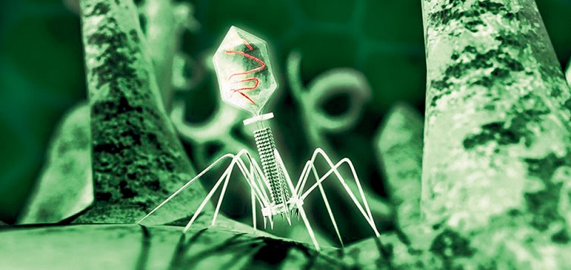 Bacteriophages only infect bacteria that do not carry a dormant version of the phage.  BlueSci, Cambridge University science magazine 2015.