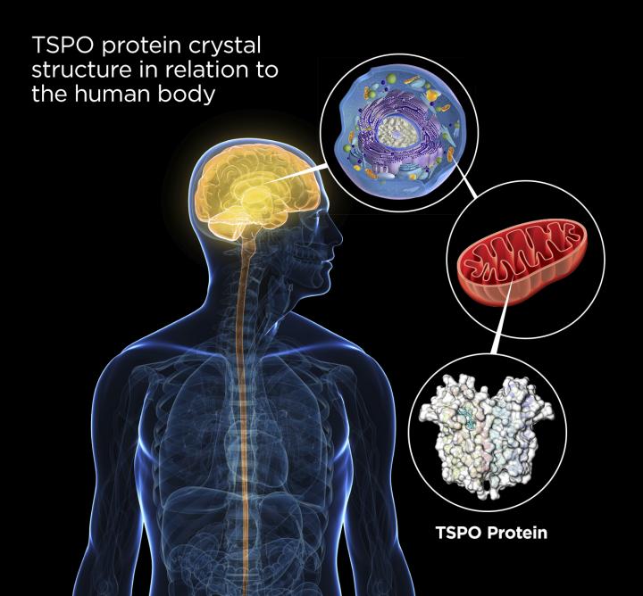 New research conducted at Michigan State University and published in the current issue of Science has, for the first time, revealed the crystal structure of a key protein, TSPO, which is associated with several forms of anxiety disorders.  Credit:  Courtesy of Deon Foster. 