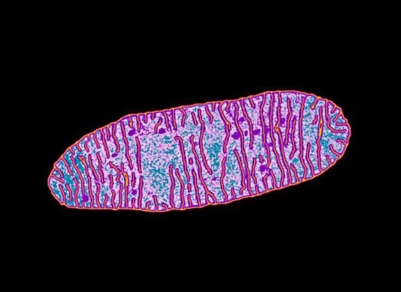 New data revealed on Q10 coenzyme, whose deficiency causes a rare mitochondrial disease - healthinnovations