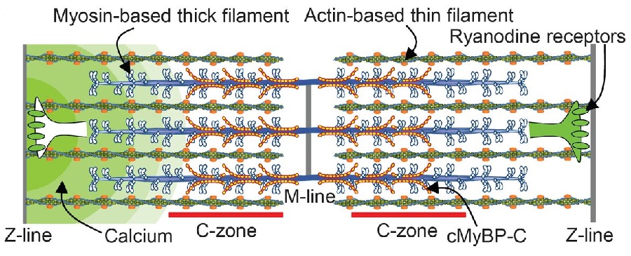 Sarcomeric organization and MyBP-C.   Cardiac muscle sarcomere with interdigitating thick and thin filaments. MyBP-C localized to the C-zone, whereas the ryanodine receptors are localized in puncta (CRUs) along the Z-lines, forming the boundaries of each sarcomere.  Myosin-binding protein C corrects an intrinsic inhomogeneity in cardiac excitation-contraction coupling.  Warshaw et al 2015.