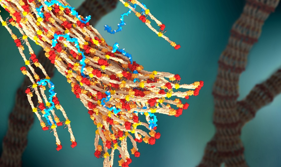 A 3-D rendering of fibrin forming a blood clot, with PolySTAT (in blue) binding strands together.  Credit:  William Walker, University of Washington. 