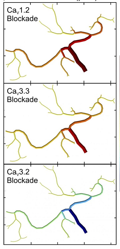 This computation model reveals that blocking CaV1.2 or CaV3.3 dilates cerebral arteries and increases blood flow, whereas blocking CaV3.2 constricts arteries and decreases cerebral blood flow.  Credit:  Harraz et al., 2015.