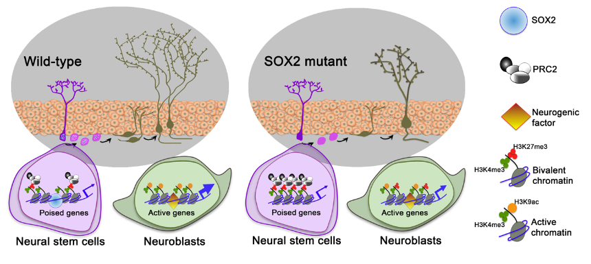 Epigenetic Regulation of SOX2 at the Promoters of Poised Genes in Adult Hippocampal NPCs.  Adult hippocampal NPCs (purple cells) in wild-type mice generate neuroblasts and newborn neurons (green cells) that integrate in the DG. In NPCs SOX2 binds to the promoters of poised genes and limits the activity of the PRC2 complex (H3K27me3), enabling proper gene expression (active chromatin) in the neuroblasts. In SOX2 mutants the binding of EZH2 and PRC2 activity (repressive chromatin mark, H3K27me3) are increased at the promoters of poised proneural and neurogenic genes. Consequently, transcriptional activation of poised genes (e.g. Ngn2, NeuroD1, Sox21, Bdnf, Gadd45b) is reduced in SOX2 mutants resulting in increased neuroblasts apoptosis and altered morphology and function of newborn DG neurons.  SOX2 primes the epigenetic landscape in neural precursors enabling proper gene activation during hippocampal neurogenesis.   Terskikh et al 2015.