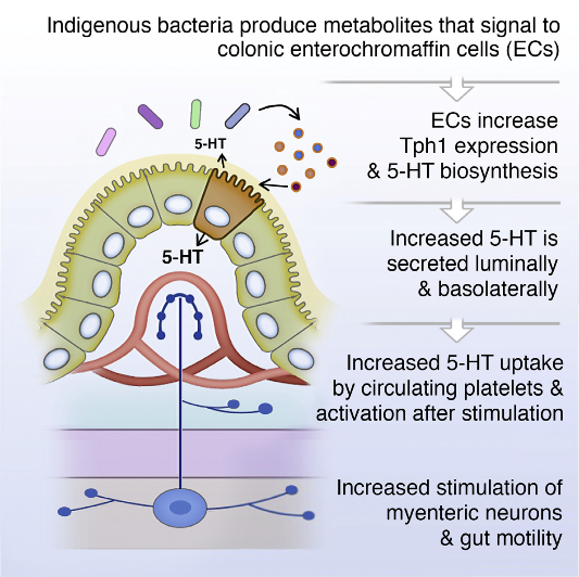 The gastrointestinal (GI) tract contains much of the body’s serotonin (5-hydroxytryptamine, 5-HT), but mechanisms controlling the metabolism of gut-derived 5-HT remain unclear. Here, we demonstrate that the microbiota plays a critical role in regulating host 5-HT. Indigenous spore-forming bacteria (Sp) from the mouse and human microbiota promote 5-HT biosynthesis from colonic enterochromaffin cells (ECs), which supply 5-HT to the mucosa, lumen, and circulating platelets. Importantly, microbiota-dependent effects on gut 5-HT significantly impact host physiology, modulating GI motility and platelet function. We identify select fecal metabolites that are increased by Sp and that elevate 5-HT in chromaffin cell cultures, suggesting direct metabolic signaling of gut microbes to ECs. Furthermore, elevating luminal concentrations of particular microbial metabolites increases colonic and blood 5-HT in germ-free mice. Altogether, these findings demonstrate that Sp are important modulators of host 5-HT and further highlight a key role for host-microbiota interactions in regulating fundamental 5-HT-related biological processes.  Indigenous Bacteria from the Gut Microbiota Regulate Host Serotonin Biosynthesis.   Hsiao et al 2015.