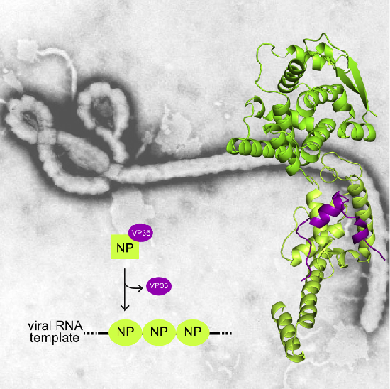 During viral RNA synthesis, Ebola virus (EBOV) nucleoprotein (NP) alternates between an RNA-template-bound form and a template-free form to provide the viral polymerase access to the RNA template. In addition, newly synthesized NP must be prevented from indiscriminately binding to noncognate RNAs. Here, we investigate the molecular bases for these critical processes. We identify an intrinsically disordered peptide derived from EBOV VP35 (NPBP, residues 20–48) that binds NP with high affinity and specificity, inhibits NP oligomerization, and releases RNA from NP-RNA complexes in vitro. The structure of the NPBP/ΔNPNTD complex, solved to 3.7 Å resolution, reveals how NPBP peptide occludes a large surface area that is important for NP-NP and NP-RNA interactions and for viral RNA synthesis. Together, our results identify a highly conserved viral interface that is important for EBOV replication and can be targeted for therapeutic development.  An Intrinsically Disordered Peptide from Ebola Virus VP35 Controls Viral RNA Synthesis by Modulating Nucleoprotein-RNA Interactions.  Amarasinghe et al 2015.