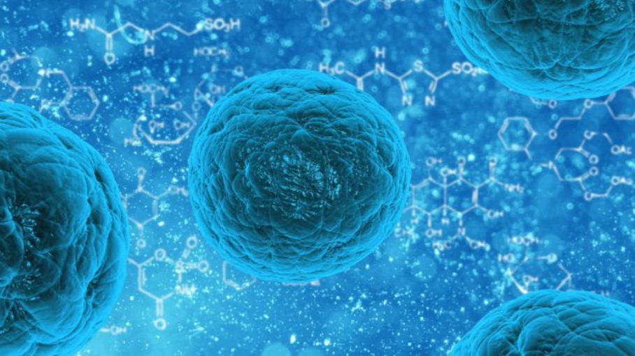 New transitional stem cells discovered - healthinnovations