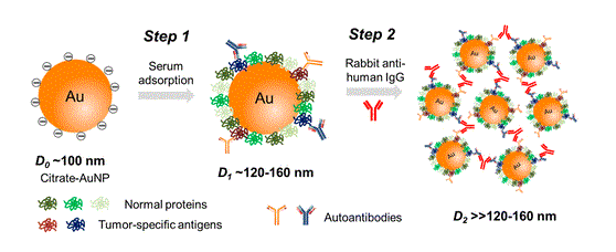 When citrate ligands-capped gold nanoparticles are mixed with blood sera, a protein corona is formed on the nanoparticle surface due to the adsorption of various proteins in the blood to the nanoparticles. Using a two-step gold nanoparticle-enabled dynamic light scattering assay, we discovered that the amount of human immunoglobulin G (IgG) in the gold nanoparticle protein corona is increased in prostate cancer patients compared to noncancer controls. Two pilot studies conducted on blood serum samples collected at Florida Hospital and obtained from Prostate Cancer Biorespository Network (PCBN) revealed that the test has a 90–95% specificity and 50% sensitivity in detecting early stage prostate cancer, representing a significant improvement over the current PSA test. The increased amount of human IgG found in the protein corona is believed to be associated with the autoantibodies produced in cancer patients as part of the immunodefense against tumor. Proteomic analysis of the nanoparticle protein corona revealed molecular profile differences between cancer and noncancer serum samples. Autoantibodies and natural antibodies produced in cancer patients in response to tumorigenesis have been found and detected in the blood of many cancer types. The test may be applicable for early detection and risk assessment of a broad spectrum of cancer. This new blood test is simple, low cost, requires only a few drops of blood sample, and the results are obtained within minutes. The test is well suited for screening purpose. More extensive studies are being conducted to further evaluate and validate the clinical potential of the new test.  Gold Nanoparticle-Enabled Blood Test for Early Stage Cancer Detection and Risk Assessment.  Zhu et al 2015.