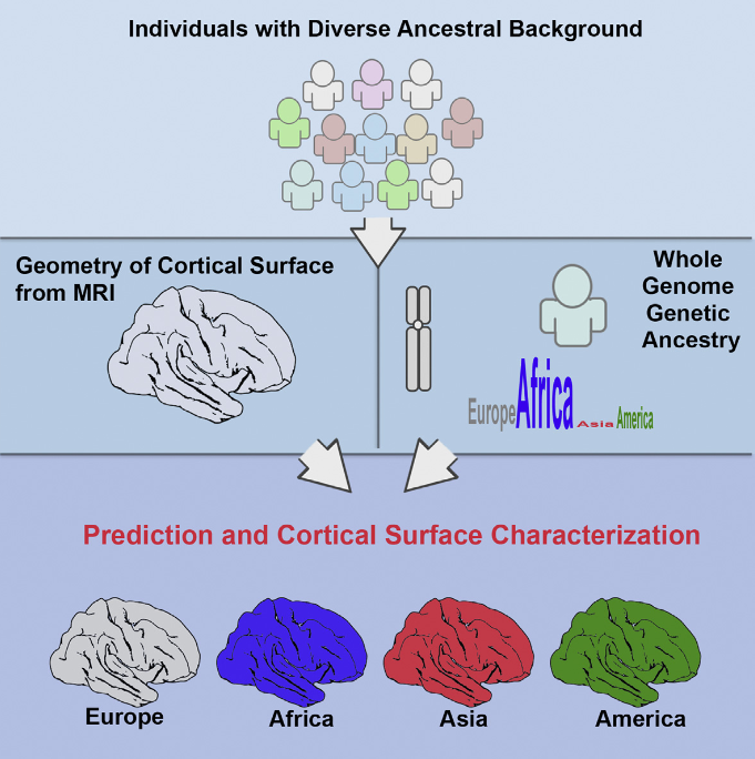 Knowing how the human brain is shaped by migration and admixture is a critical step in studying human evolution [ 1, 2 ], as well as in preventing the bias of hidden population structure in brain research [ 3, 4 ]. Yet, the neuroanatomical differences engendered by population history are still poorly understood. Most of the inference relies on craniometric measurements, because morphology of the brain is presumed to be the neurocranium’s main shaping force before bones are fused and ossified [ 5 ]. Although studies have shown that the shape variations of cranial bones are consistent with population history [ 6–8 ], it is unknown how much human ancestry information is retained by the human cortical surface. In our group’s previous study, we found that area measures of cortical surface and total brain volumes of individuals of European descent in the United States correlate significantly with their ancestral geographic locations in Europe [ 9 ]. Here, we demonstrate that the three-dimensional geometry of cortical surface is highly predictive of individuals’ genetic ancestry in West Africa, Europe, East Asia, and America, even though their genetic background has been shaped by multiple waves of migratory and admixture events. The geometry of the cortical surface contains richer information about ancestry than the areal variability of the cortical surface, independent of total brain volumes. Besides explaining more ancestry variance than other brain imaging measurements, the 3D geometry of the cortical surface further characterizes distinct regional patterns in the folding and gyrification of the human brain associated with each ancestral lineage.  Modeling the 3D Geometry of the Cortical Surface with Genetic Ancestry.  Dale et al 2015.