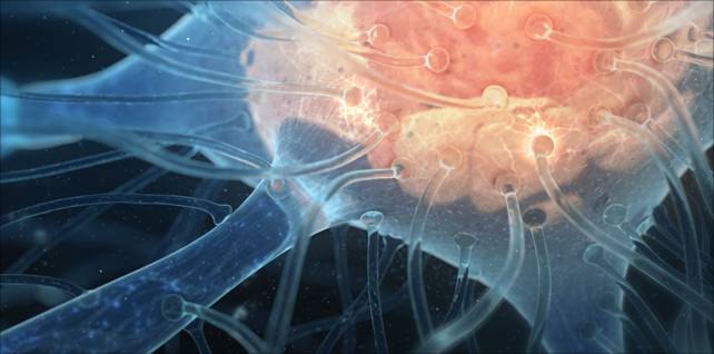 Synaptic potential.  Close-up view of a motor neuron, revealing its synaptic connections from axon terminals (potentially thousands) of other neurons.   © 2015 Hybrid Medical Animation.
