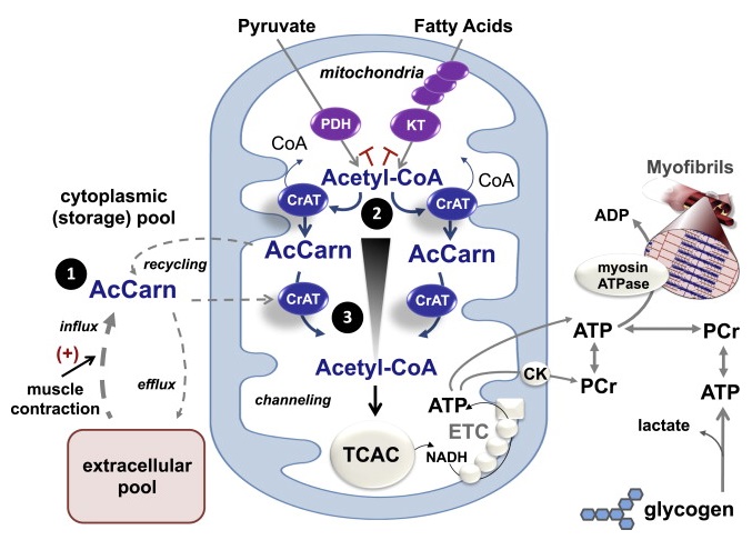 Proposed Role of CrAT in Mitochondrial Acetyl-CoA Buffering and Acetyl Group Transfer during Exercise Acetyl-CoA is the universal catabolic intermediate that fuels the TCAC, which in turn serves as the main source of reducing equivalents (NADH) that support oxidative regeneration of ATP and PCr by the ETC and mitochondrial CK. During transitions from low to high exercise workloads, TCAC flux must increase to keep pace with the high ATP demands of muscle contraction. A shortfall in acetyl-CoA provision will force heavy reliance on substrate-level phosphorylation, resulting in depletion of PCr and muscle glycogen reserves, along with production of lactic acid and other deleterious metabolic byproducts. CrAT functions to sustain high rates of oxidative ATP regeneration via three proposed mechanisms. First, contraction-induced recycling and/or import of acetylcarnitine (AcCarn) supplies a readily available source of acetyl group donors to buffer transient deficits in glucose, amino acid, and fatty acid catabolism. Second, by residing in close proximity to the various enzymatic sources of acetyl-CoA (e.g., PDH and ketothiolase [KT]), CrAT alleviates product inhibition of metabolic enzymes while also regenerating essential cofactor (CoA) necessary for continued catabolic flux. Third, CrAT permits rapid and efficient delivery of acetyl groups from their site of production to the TCAC (blue arrows). Thus, by acting as a conduit for acetyl group transfer, CrAT overcomes the thermodynamic inefficiency of diffusional flux, which requires an energetically unfavorable gradient profile (black triangle).  Carnitine Acetyltransferase Mitigates Metabolic Inertia and Muscle Fatigue during Exercise.  Muoio et al 2015.