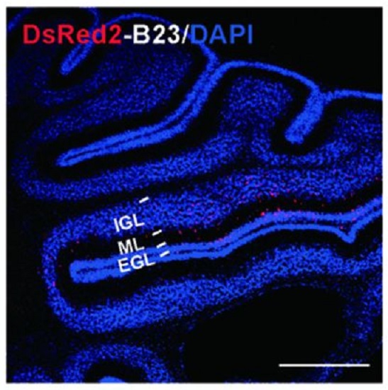 ECHO-liveFISH imaging of target RNA intranuclear foci in acute mouse brain tissues.  A confocal image of a DsRed2-B23 electroporated mouse cerebellum stained with a DsRed2-specific antibody (red) and DAPI (blue).  ECHO-liveFISH: in vivo RNA labeling reveals dynamic regulation of nuclear RNA foci in living tissues.  Wang et al 2015.