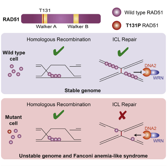Repair of DNA interstrand crosslinks requires action of multiple DNA repair pathways, including homologous recombination. Here, we report a de novo heterozygous T131P mutation in RAD51/FANCR, the key recombinase essential for homologous recombination, in a patient with Fanconi anemia-like phenotype. In vitro, RAD51-T131P displays DNA-independent ATPase activity, no DNA pairing capacity, and a co-dominant-negative effect on RAD51 recombinase function. However, the patient cells are homologous recombination proficient due to the low ratio of mutant to wild-type RAD51 in cells. Instead, patient cells are sensitive to crosslinking agents and display hyperphosphorylation of Replication Protein A due to increased activity of DNA2 and WRN at the DNA interstrand crosslinks. Thus, proper RAD51 function is important during DNA interstrand crosslink repair outside of homologous recombination. Our study provides a molecular basis for how RAD51 and its associated factors may operate in a homologous recombination-independent manner to maintain genomic integrity.  A Dominant Mutation in Human RAD51 Reveals Its Function in DNA Interstrand Crosslink Repair Independent of Homologous Recombination.  Smogorzewska et al 2015.