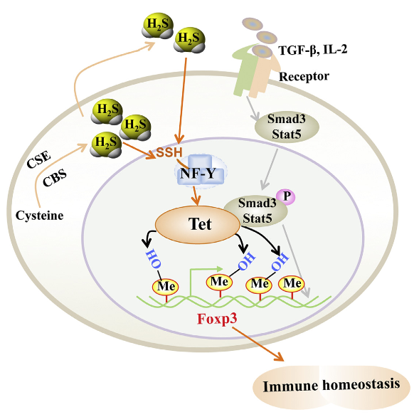 Regulatory T (Treg) cells are essential for maintenance of immune homeostasis. Here we found that hydrogen sulfide (H2S) was required for Foxp3+ Treg cell differentiation and function and that H2S deficiency led to systemic autoimmune disease. H2S maintained expression of methylcytosine dioxygenases Tet1 and Tet2 by sulfhydrating nuclear transcription factor Y subunit beta (NFYB) to facilitate its binding to Tet1 and Tet2 promoters. Transforming growth factor-β (TGF-β)-activated Smad3 and interleukin-2 (IL-2)-activated Stat5 facilitated Tet1 and Tet2 binding to Foxp3. Tet1 and Tet2 catalyzed conversion of 5-methylcytosine (5mC) to 5-hydroxymethylcytosine (5hmC) in Foxp3 to establish a Treg-cell-specific hypomethylation pattern and stable Foxp3 expression. Consequently, Tet1 and Tet2 deletion led to Foxp3 hypermethylation, impaired Treg cell differentiation and function, and autoimmune disease. Thus, H2S promotes Tet1 and Tet2 expression, which are recruited to Foxp3 by TGF-β and IL-2 signaling to maintain Foxp3 demethylation and Treg-cell-associated immune homeostasis. Hydrogen Sulfide Promotes Tet1- and Tet2-Mediated Foxp3 Demethylation to Drive Regulatory T Cell Differentiation and Maintain Immune Homeostasis. Shi et al 2015.