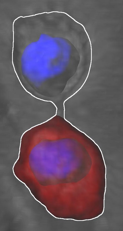 Dividing neural stem cells establish a diffusion barrier. It participates in the asymmetric segregation of aging factors such as ubiquitinated, damaged proteins (red) during cell division (DNA blue). The barrier ensures proper neural stem cell proliferation. Credit: UZH. 
