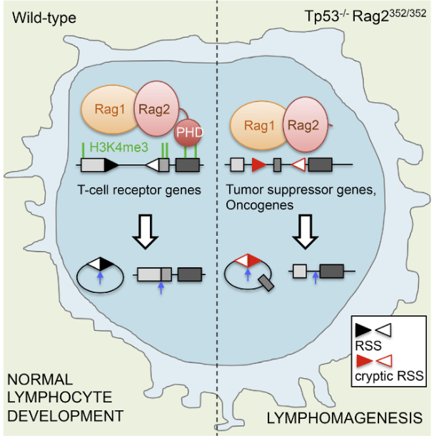 Genome-wide analysis of thymic lymphomas from Tp53−/− mice with wild-type or C-terminally truncated Rag2 revealed numerous off-target, RAG-mediated DNA rearrangements. A significantly higher fraction of these errors mutated known and suspected oncogenes/tumor suppressor genes than did sporadic rearrangements (p < 0.0001). This tractable mouse model recapitulates recent findings in human pre-B ALL and allows comparison of wild-type and mutant RAG2. Recurrent, RAG-mediated deletions affected Notch1, Pten, Ikzf1, Jak1, Phlda1, Trat1, and Agpat9. Rag2 truncation substantially increased the frequency of off-target V(D)J recombination. The data suggest that interactions between Rag2 and a specific chromatin modification, H3K4me3, support V(D)J recombination fidelity. Oncogenic effects of off-target rearrangements created by this highly regulated recombinase may need to be considered in design of site-specific nucleases engineered for genome modification. Off-Target V(D)J Recombination Drives Lymphomagenesis and Is Escalated by Loss of the Rag2 C Terminus. Lewis et al 2015.