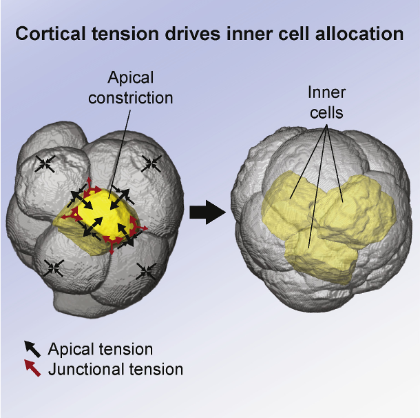 Every cell in our body originates from the pluripotent inner mass of the embryo, yet it is unknown how biomechanical forces allocate inner cells in vivo. Here we discover subcellular heterogeneities in tensile forces, generated by actomyosin cortical networks, which drive apical constriction to position the first inner cells of living mouse embryos. Myosin II accumulates specifically around constricting cells, and its disruption dysregulates constriction and cell fate. Laser ablations of actomyosin networks reveal that constricting cells have higher cortical tension, generate tension anisotropies and morphological changes in adjacent regions of neighboring cells, and require their neighbors to coordinate their own changes in shape. Thus, tensile forces determine the first spatial segregation of cells during mammalian development. We propose that, unlike more cohesive tissues, the early embryo dissipates tensile forces required by constricting cells via their neighbors, thereby allowing confined cell repositioning without jeopardizing global architecture.  Cortical Tension Allocates the First Inner Cells of the Mammalian Embryo.  Plachta et al 2015.