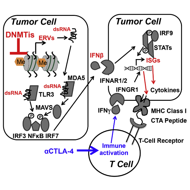 We show that DNA methyltransferase inhibitors (DNMTis) upregulate immune signaling in cancer through the viral defense pathway. In ovarian cancer (OC), DNMTis trigger cytosolic sensing of double-stranded RNA (dsRNA) causing a type I interferon response and apoptosis. Knocking down dsRNA sensors TLR3 and MAVS reduces this response 2-fold and blocking interferon beta or its receptor abrogates it. Upregulation of hypermethylated endogenous retrovirus (ERV) genes accompanies the response and ERV overexpression activates the response. Basal levels of ERV and viral defense gene expression significantly correlate in primary OC and the latter signature separates primary samples for multiple tumor types from The Cancer Genome Atlas into low versus high expression groups. In melanoma patients treated with an immune checkpoint therapy, high viral defense signature expression in tumors significantly associates with durable clinical response and DNMTi treatment sensitizes to anti-CTLA4 therapy in a pre-clinical melanoma model. Inhibiting DNA Methylation Causes an Interferon Response in Cancer via dsRNA Including Endogenous Retroviruses. Strick et al 2015.