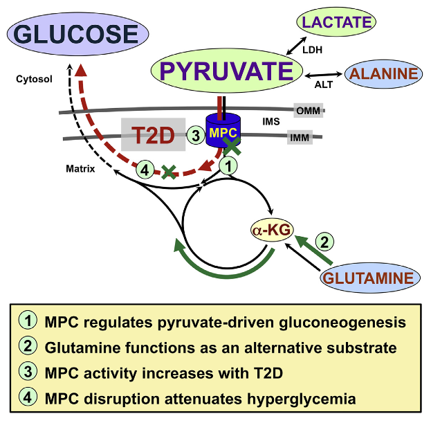 Gluconeogenesis is critical for maintenance of euglycemia during fasting. Elevated gluconeogenesis during type 2 diabetes (T2D) contributes to chronic hyperglycemia. Pyruvate is a major gluconeogenic substrate and requires import into the mitochondrial matrix for channeling into gluconeogenesis. Here, we demonstrate that the mitochondrial pyruvate carrier (MPC) comprising the Mpc1 and Mpc2 proteins is required for efficient regulation of hepatic gluconeogenesis. Liver-specific deletion of Mpc1 abolished hepatic MPC activity and markedly decreased pyruvate-driven gluconeogenesis and TCA cycle flux. Loss of MPC activity induced adaptive utilization of glutamine and increased urea cycle activity. Diet-induced obesity increased hepatic MPC expression and activity. Constitutive Mpc1 deletion attenuated the development of hyperglycemia induced by a high-fat diet. Acute, virally mediated Mpc1 deletion after diet-induced obesity decreased hyperglycemia and improved glucose tolerance. We conclude that the MPC is required for efficient regulation of gluconeogenesis and that the MPC contributes to the elevated gluconeogenesis and hyperglycemia in T2D.  Hepatic Mitochondrial Pyruvate Carrier 1 Is Required for Efficient Regulation of Gluconeogenesis and Whole-Body Glucose Homeostasis.  Taylor et al 2015.
