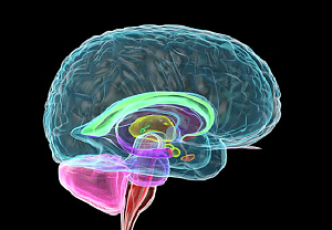 ft ui-researchers-stimulate-human-amygdala-to-gain-key-insight-into-sudep-healthinnovations
