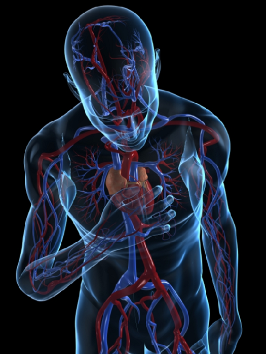 TGen and Barrow identify genes linked to stress-triggered heart disease - healthinnovations