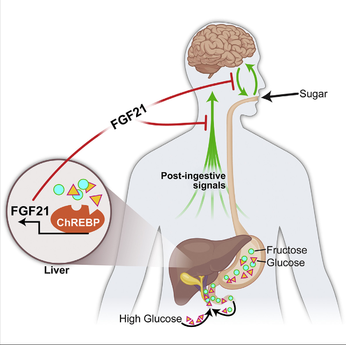 The liver is an important integrator of nutrient metabolism, yet no liver-derived factors regulating nutrient preference or carbohydrate appetite have been identified. Here we show that the liver regulates carbohydrate intake through production of the hepatokine fibroblast growth factor 21 (FGF21), which markedly suppresses consumption of simple sugars, but not complex carbohydrates, proteins, or lipids. Genetic loss of FGF21 in mice increases sucrose consumption, whereas acute administration or overexpression of FGF21 suppresses the intake of both sugar and non-caloric sweeteners. FGF21 does not affect chorda tympani nerve responses to sweet tastants, instead reducing sweet-seeking behavior and meal size via neurons in the hypothalamus. This liver-to-brain hormonal axis likely represents a negative feedback loop as hepatic FGF21 production is elevated by sucrose ingestion. We conclude that the liver functions to regulate macronutrient-specific intake by producing an endocrine satiety signal that acts centrally to suppress the intake of “sweets.”  FGF21 Mediates Endocrine Control of Simple Sugar Intake and Sweet Taste Preference by the Liver.  Potthoff et al 2015.