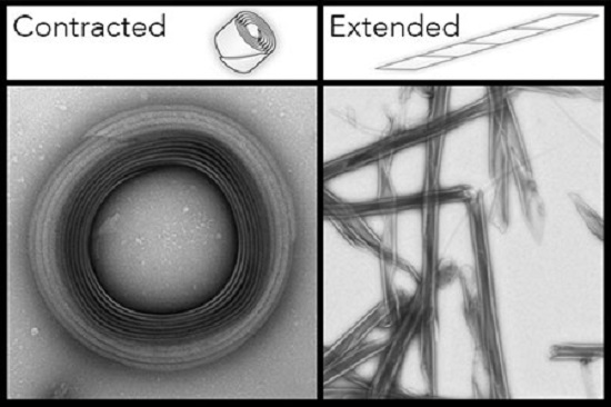 R bodies are pictured in their two different states, contracted and extended, in this microscopic image. Tightly bound in a small coil in lower pH, R bodies extend into sharp tubular structures akin to javelins when pH levels rise, puncturing the membranes of the cells housing them. By tuning R bodies to respond to specific pH levels, they present a new mechanical platform for precisely controlling release of molecules with many potential applications in biotechnology and medicine. Credit: Wyss Institute at Harvard University.
