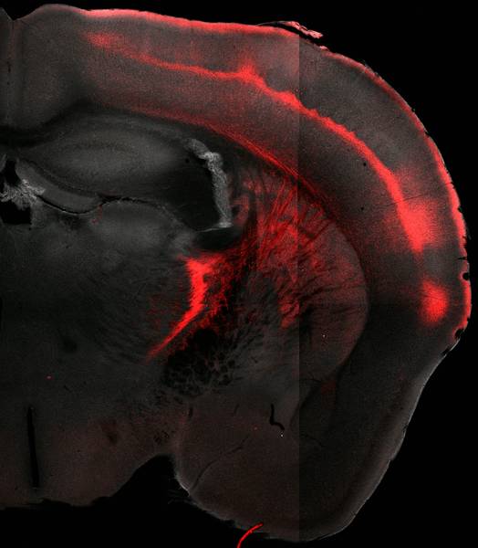 The axons on the higher-order thalamus, which extend into the cortex, were highlighted with a (red) fluorescent protein in order to display the target areas in the cortex (red stripes in the top right of the photo). Only a small section of the brain is shown, and it is clear that a large number of cortical areas are affected. (Picture: R. Mease, M. Metz, A. Groh / Cell Reports, 10.1016/j.celrep.2015.12.026, modified, licensed under CC BY-NC-ND 4.0).