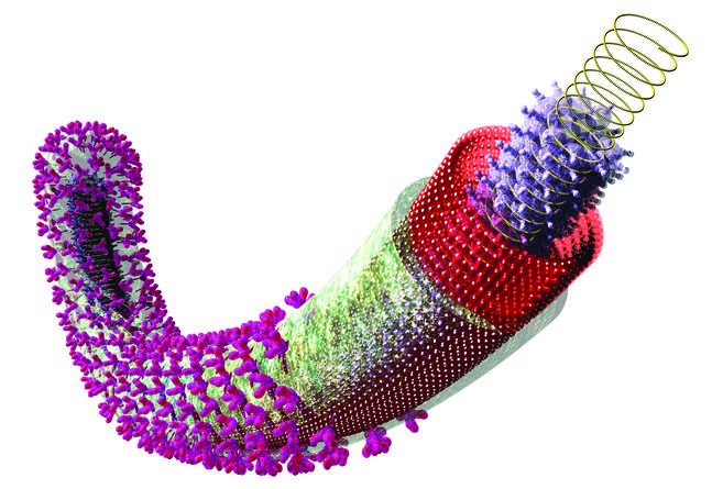 An illustration of the Ebola virus. The central core contains coiled single-stranded RNA (yellow) enclosed in a protein coat (purple). This is further enclosed in a matrix protein layer (red) and envelope (green). On the viral surface are glycoproteins (pink) that latch on to a host cell.  Credit: Russell Kigntley/Science Photo Library.