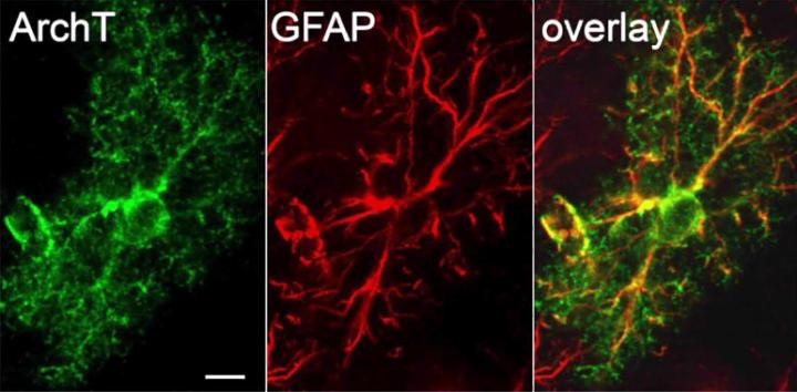 Astrocytespecific expression of ArchT-GFP (green) throughout the GFAP-positive processes (red) with stereotyped astrocyte morphology. Astrocytes were hyperpolarized optogenetically, causing variability of synapse strength to be reduced (as measured by the correlation in paired-pulse ratios at each synapse).  Credit: RIKEN 