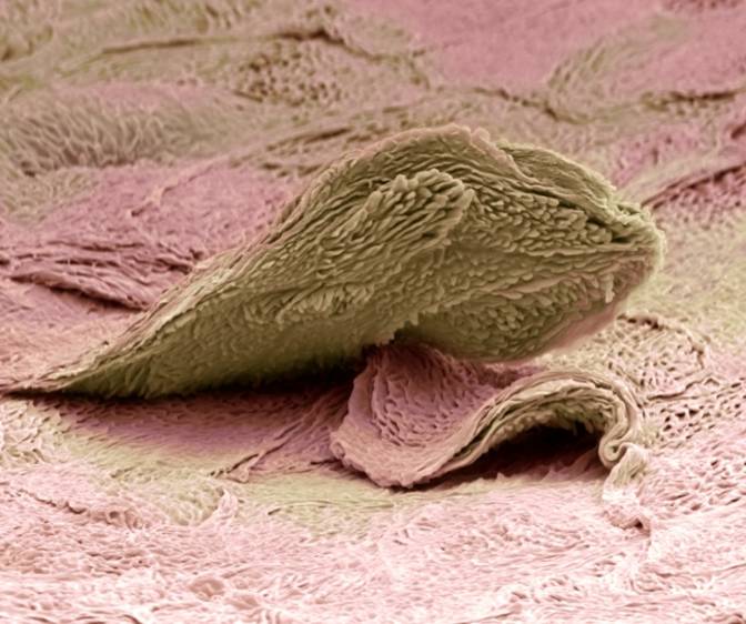 Skin cell. Coloured scanning electron micrograph (SEM) of a squamous cell on the surface of the skin. This is a flat, keratinised, dead cell. Squamous cells are continuously sloughed off and replaced with new cells from below. Magnification: x4000 when printed at 10 centimetres wide.  Credit: Science Photo Library - STEVE GSCHMEISSNER.