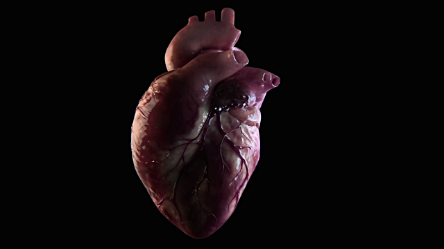 3d render of human heart beat.  © copyright 1999-2016 Getty Images.