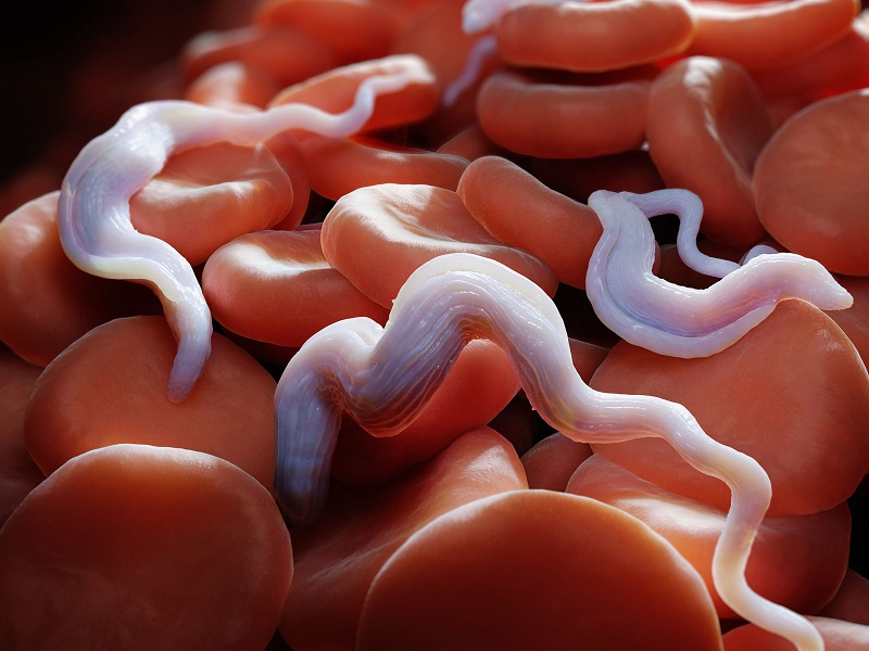 Trypanosoma brucei parasites, which cause the sleeping sickness disease.  Credit: Corbis