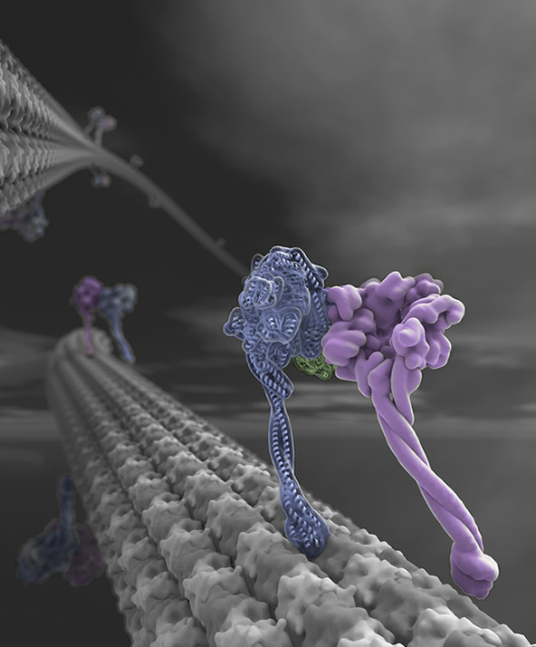 Dynein motors moving along microtubules. Cover image, Science, March 4, 2011. © 2011 American Association for the Advancement of Science. See also Carter, A.P. et al. 2011 Science 331:1159–65. 
