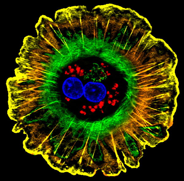 Human liver cell (hepatocyte).  Credit: Donna Beer Stolz, University of Pittsburgh.