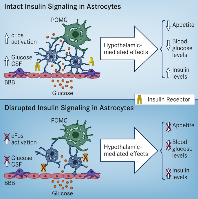 We report that astrocytic insulin signaling co-regulates hypothalamic glucose sensing and systemic glucose metabolism. Postnatal ablation of insulin receptors (IRs) in glial fibrillary acidic protein (GFAP)-expressing cells affects hypothalamic astrocyte morphology, mitochondrial function, and circuit connectivity. Accordingly, astrocytic IR ablation reduces glucose-induced activation of hypothalamic pro-opio-melanocortin (POMC) neurons and impairs physiological responses to changes in glucose availability. Hypothalamus-specific knockout of astrocytic IRs, as well as postnatal ablation by targeting glutamate aspartate transporter (GLAST)-expressing cells, replicates such alterations. A normal response to altering directly CNS glucose levels in mice lacking astrocytic IRs indicates a role in glucose transport across the blood-brain barrier (BBB). This was confirmed in vivo in GFAP-IR KO mice by using positron emission tomography and glucose monitoring in cerebral spinal fluid. We conclude that insulin signaling in hypothalamic astrocytes co-controls CNS glucose sensing and systemic glucose metabolism via regulation of glucose uptake across the BBB.  Astrocytic Insulin Signaling Couples Brain Glucose Uptake with Nutrient Availability.  Tschöp et al 2016.