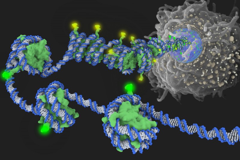 Inside the cell nucleus, DNA is wrapped around histones (green) and is tightly packaged. In this image, the yellow glow on protruding histone ends represents epigenetic modifications that are associated with silenced genes by tightening the spool of DNA and histones. The green glow denotes modifications that relax the DNA strand, making the DNA accessible to transcription factors and polymerases.  © 2016 Memorial Sloan Kettering Cancer Center.