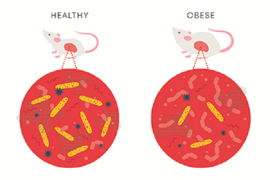A study from researchers at the University of Utah Health identifies a specific class of gut microbiota that prevents obesity in mice.